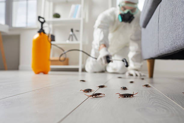 Post-Treatment Bed Bug Interceptor Monitoring in Belterra